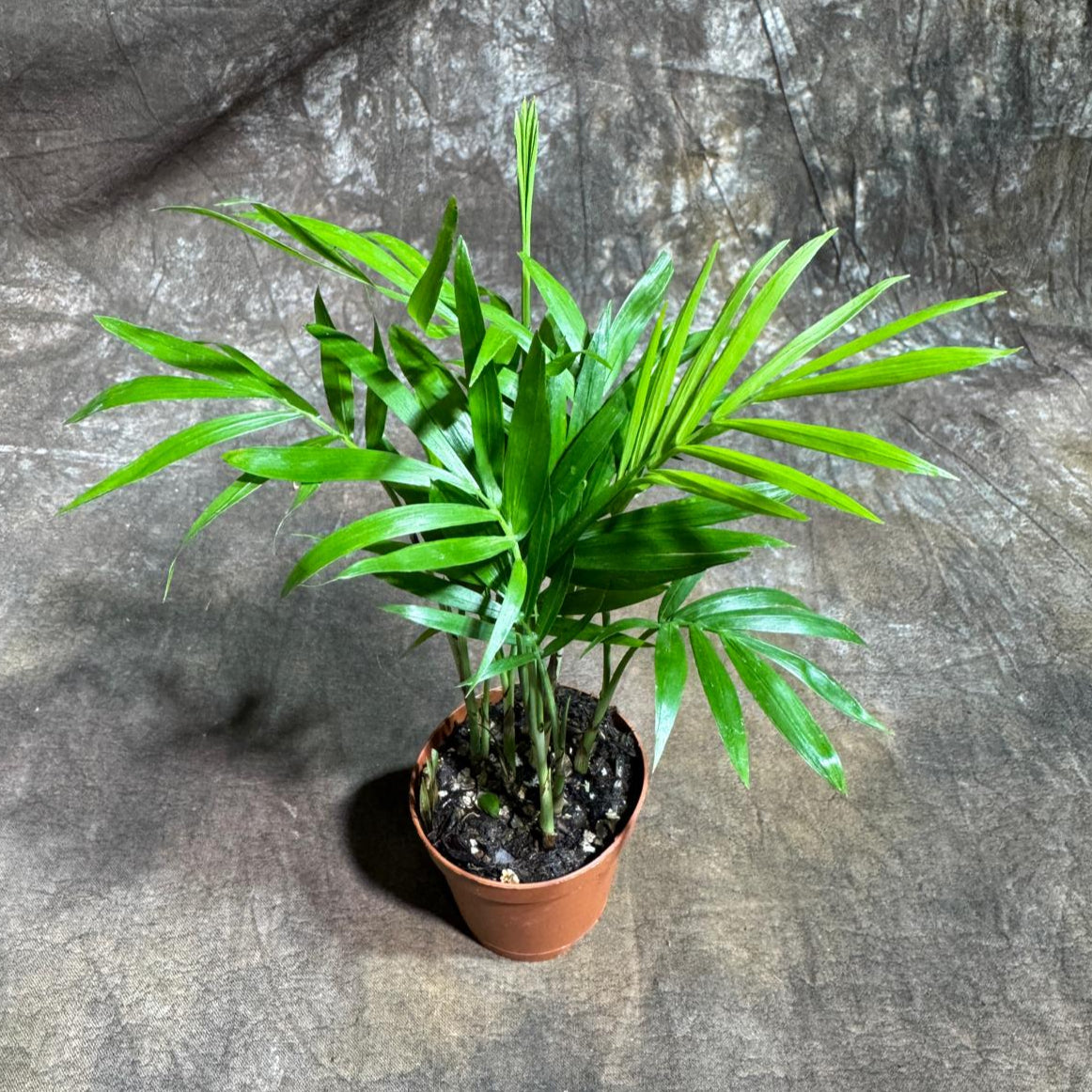Neanthe Bella Palm in a 2" Nursery Pot – Chamaedorea Elegans Parlor Palm Plant – Low Maintenance Indoor Air Purifying Plant – Elegant Chamaedorea Houseplant