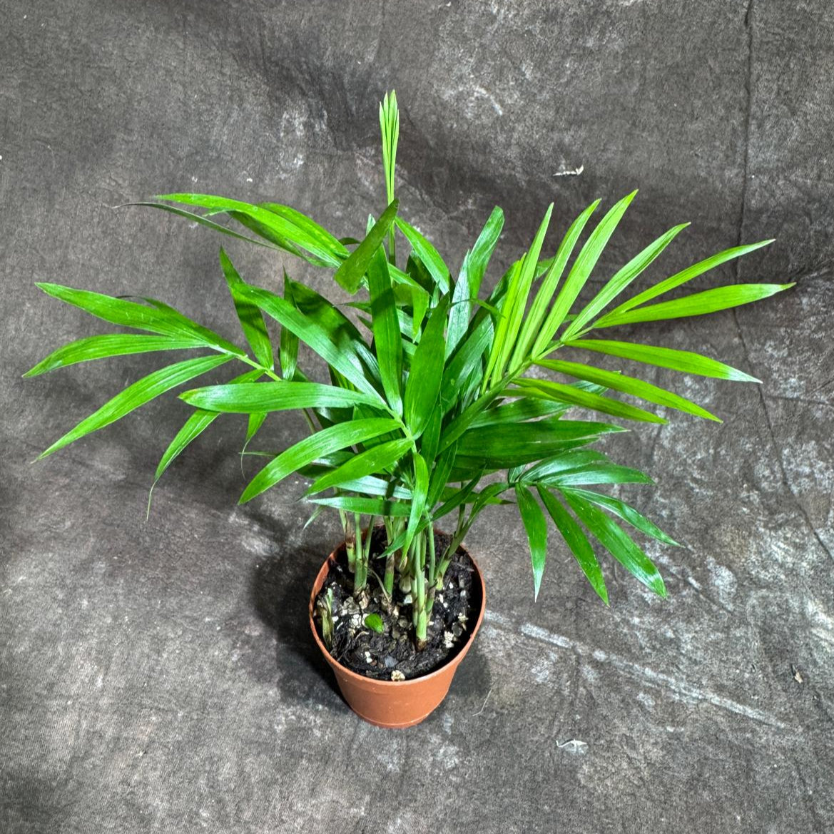Neanthe Bella Palm in a 2" Nursery Pot – Chamaedorea Elegans Parlor Palm Plant – Low Maintenance Indoor Air Purifying Plant – Elegant Chamaedorea Houseplant