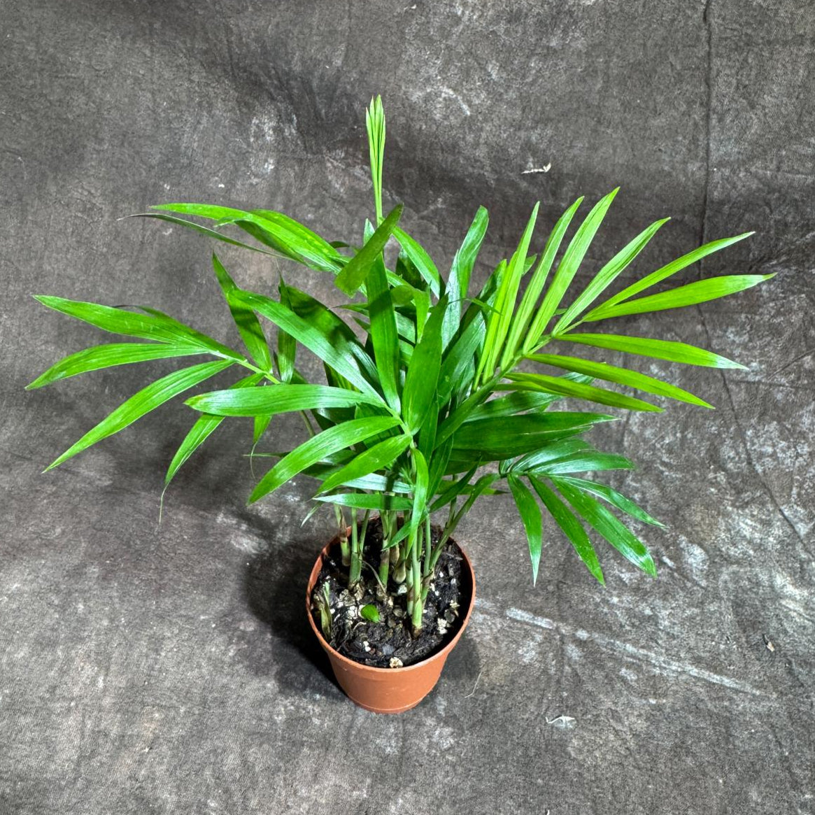 Neanthe Bella Palm in a 2" Nursery Pot – Chamaedorea Elegans Parlor Palm Plant – Low Maintenance Indoor Air Purifying Plant – Elegant Chamaedorea Houseplant