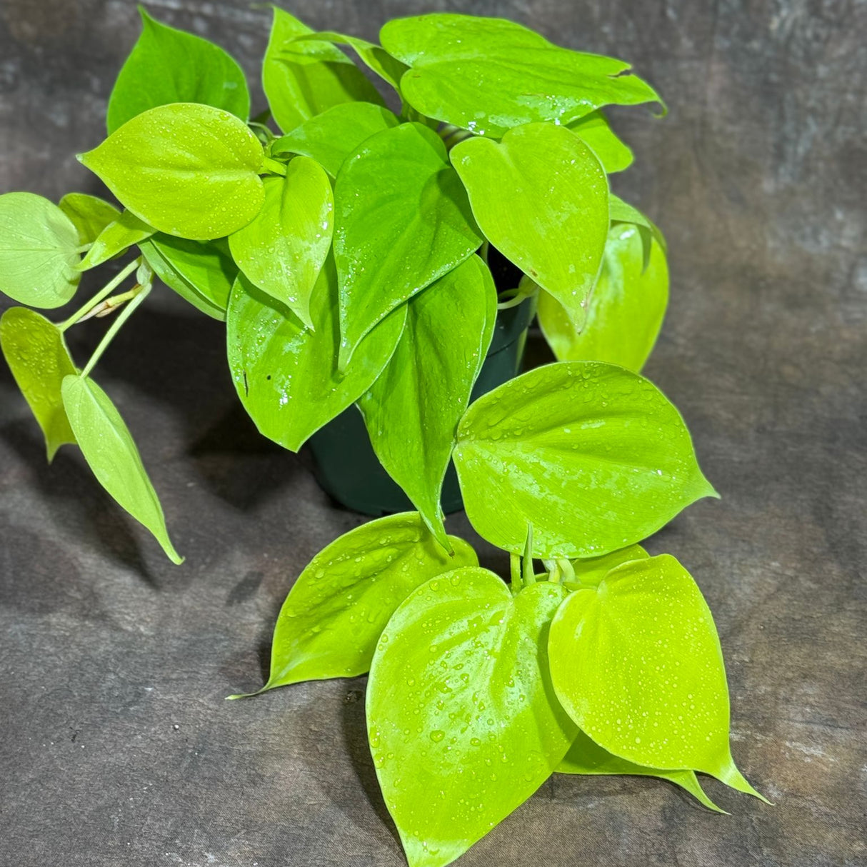 Lemon Lime Philodendron in a 4" Nursery Pot – Low Maintenance Houseplant – Easy Care Indoor Plant – Air Purifying Houseplant - Tropical Vining Housplant