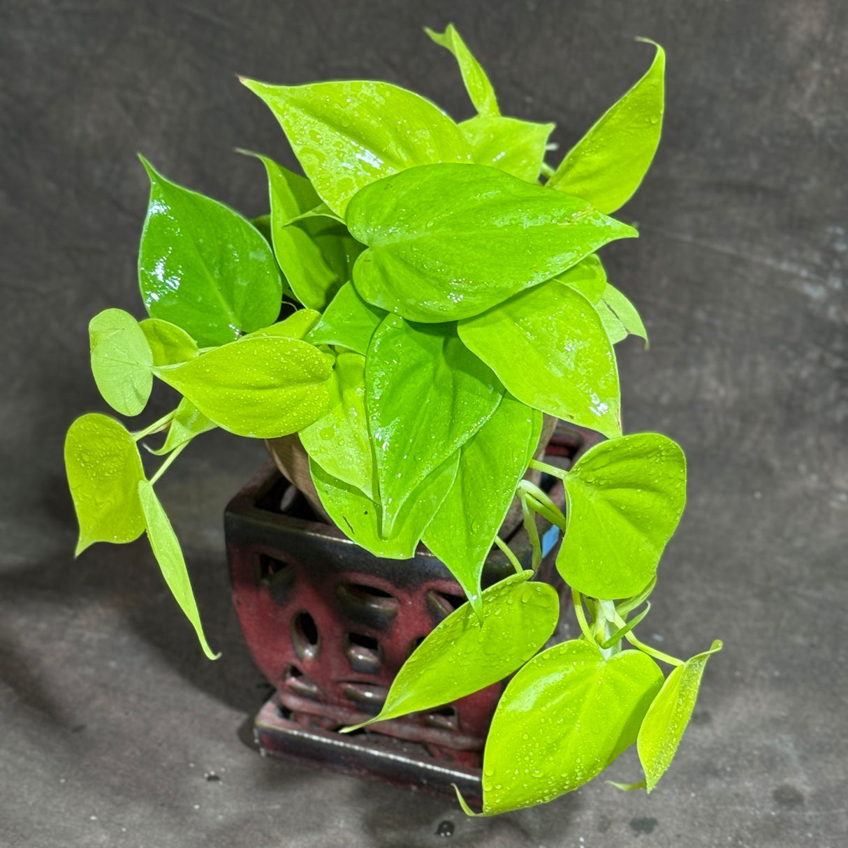 Lemon Lime Philodendron in a 4" Nursery Pot – Low Maintenance Houseplant – Easy Care Indoor Plant – Air Purifying Houseplant - Tropical Vining Housplant