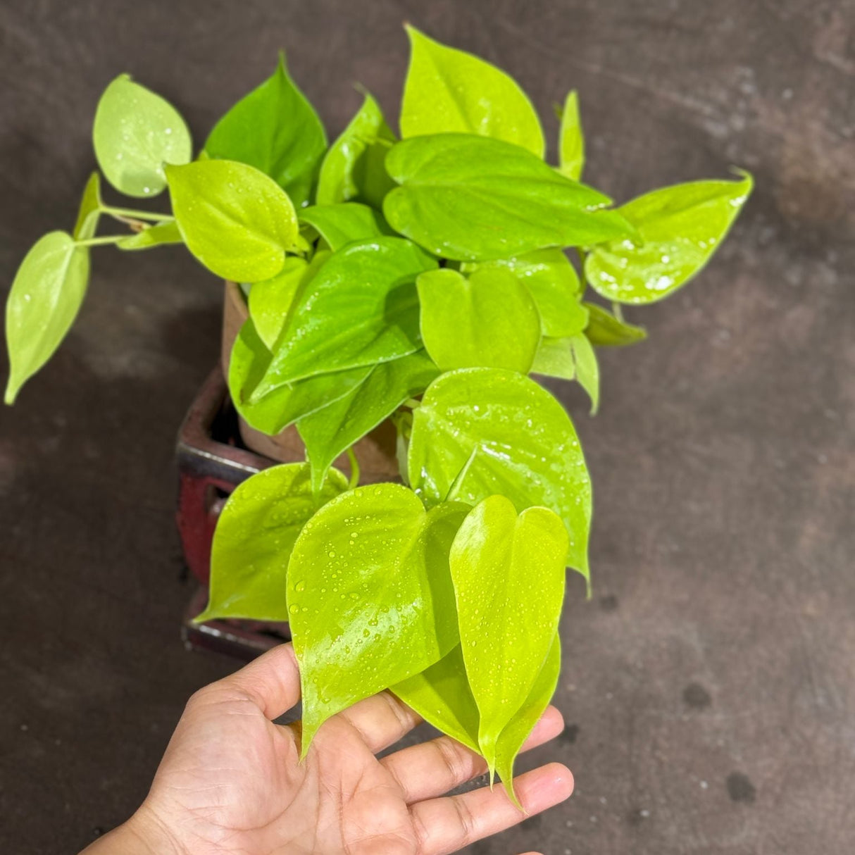 Lemon Lime Philodendron in a 4" Nursery Pot – Low Maintenance Houseplant – Easy Care Indoor Plant – Air Purifying Houseplant - Tropical Vining Housplant