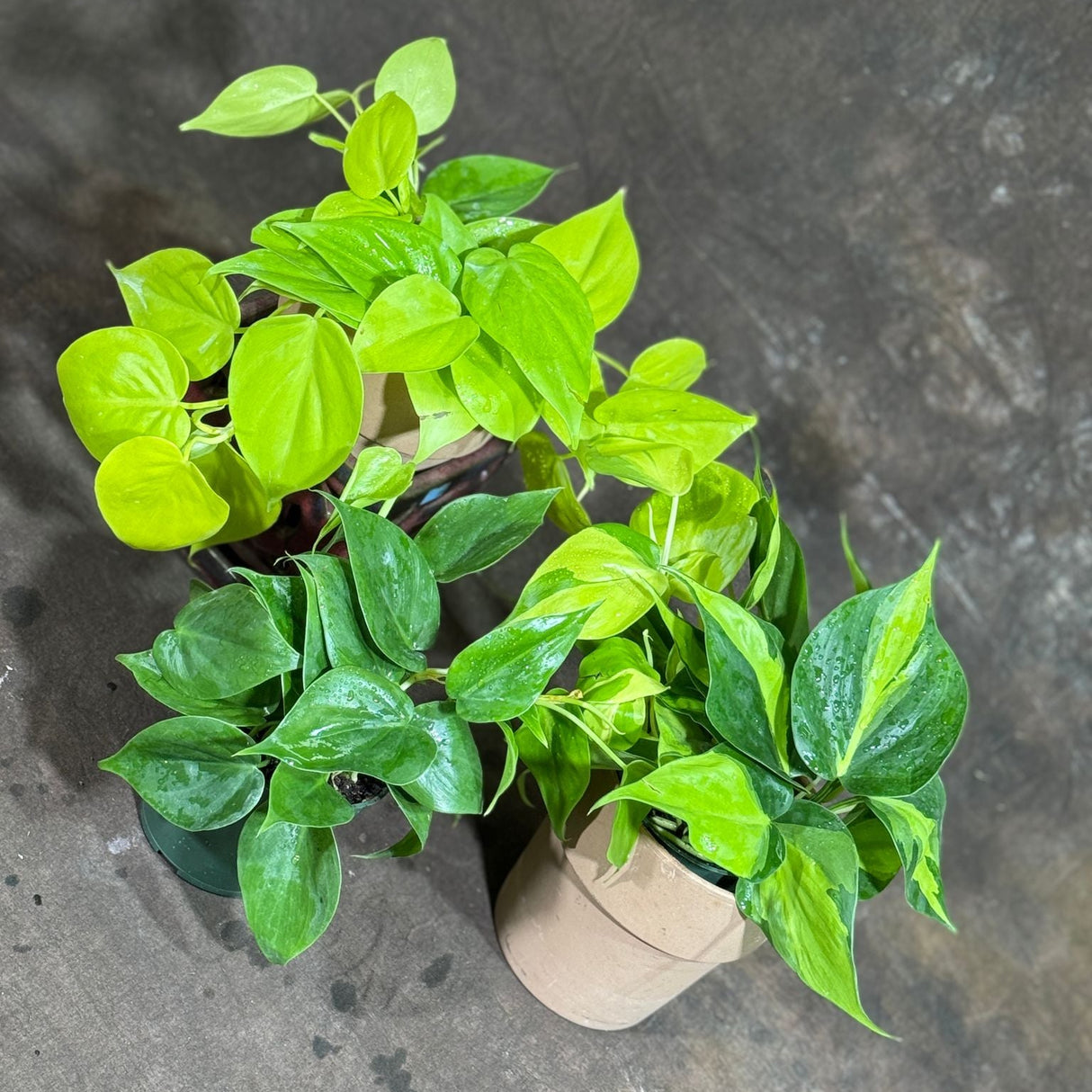 Set of 3 Philodendron Plants in 4'' Nursery Pots – Brazil, Lemon Lime & Jade Heartleaf Philodendron Varieties – Live Indoor Vining Houseplants – Variegated Easy Care & Air Purifying Plants