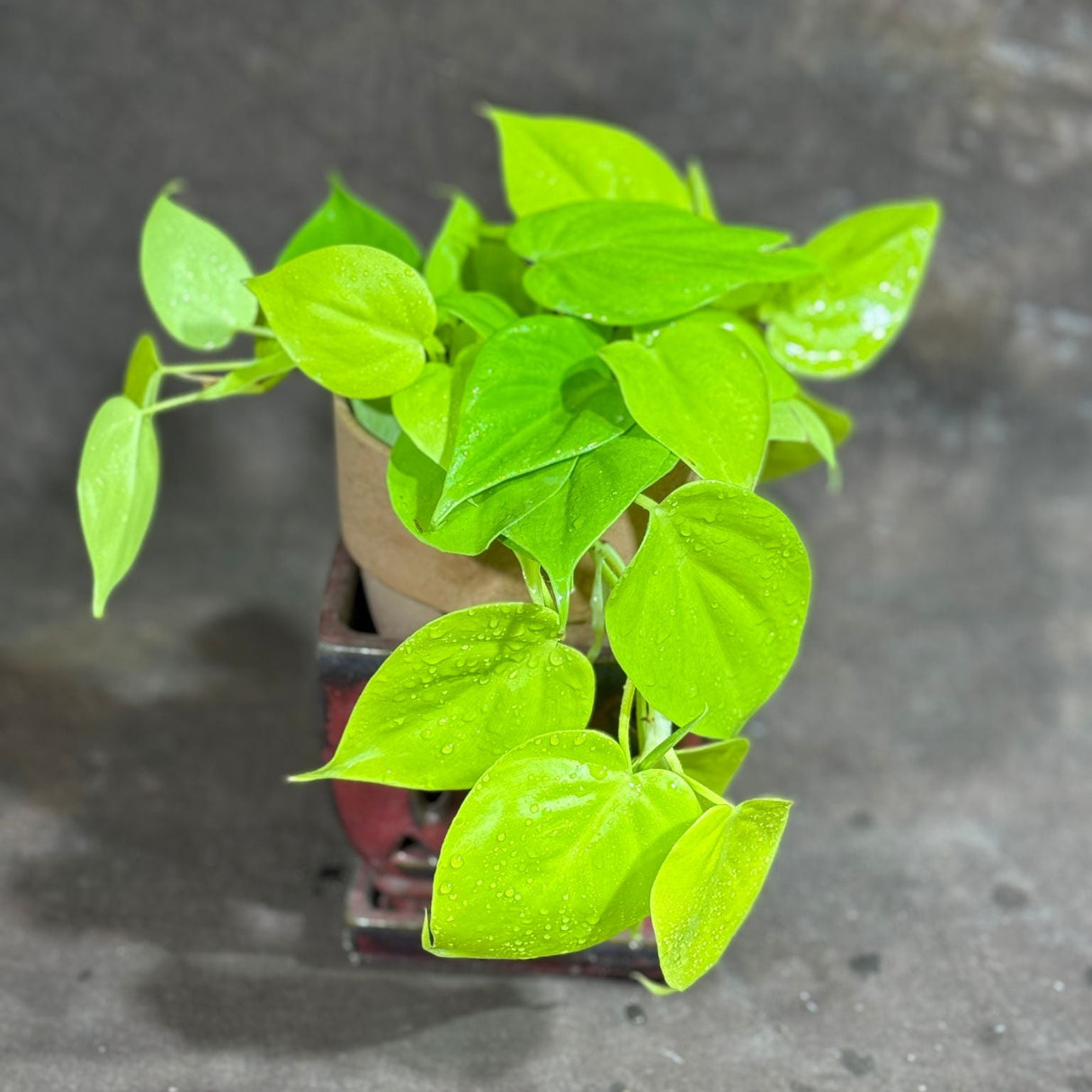 Lemon Lime Philodendron in a 4" Nursery Pot – Low Maintenance Houseplant – Easy Care Indoor Plant – Air Purifying Houseplant - Tropical Vining Housplant