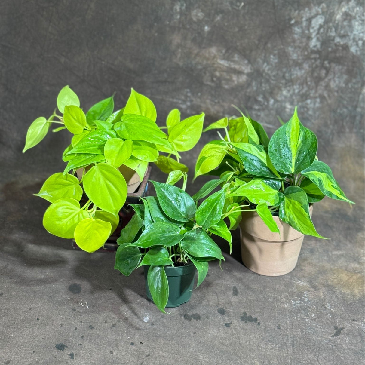 Set of 3 Philodendron Plants in 4'' Nursery Pots – Brazil, Lemon Lime & Jade Heartleaf Philodendron Varieties – Live Indoor Vining Houseplants – Variegated Easy Care & Air Purifying Plants