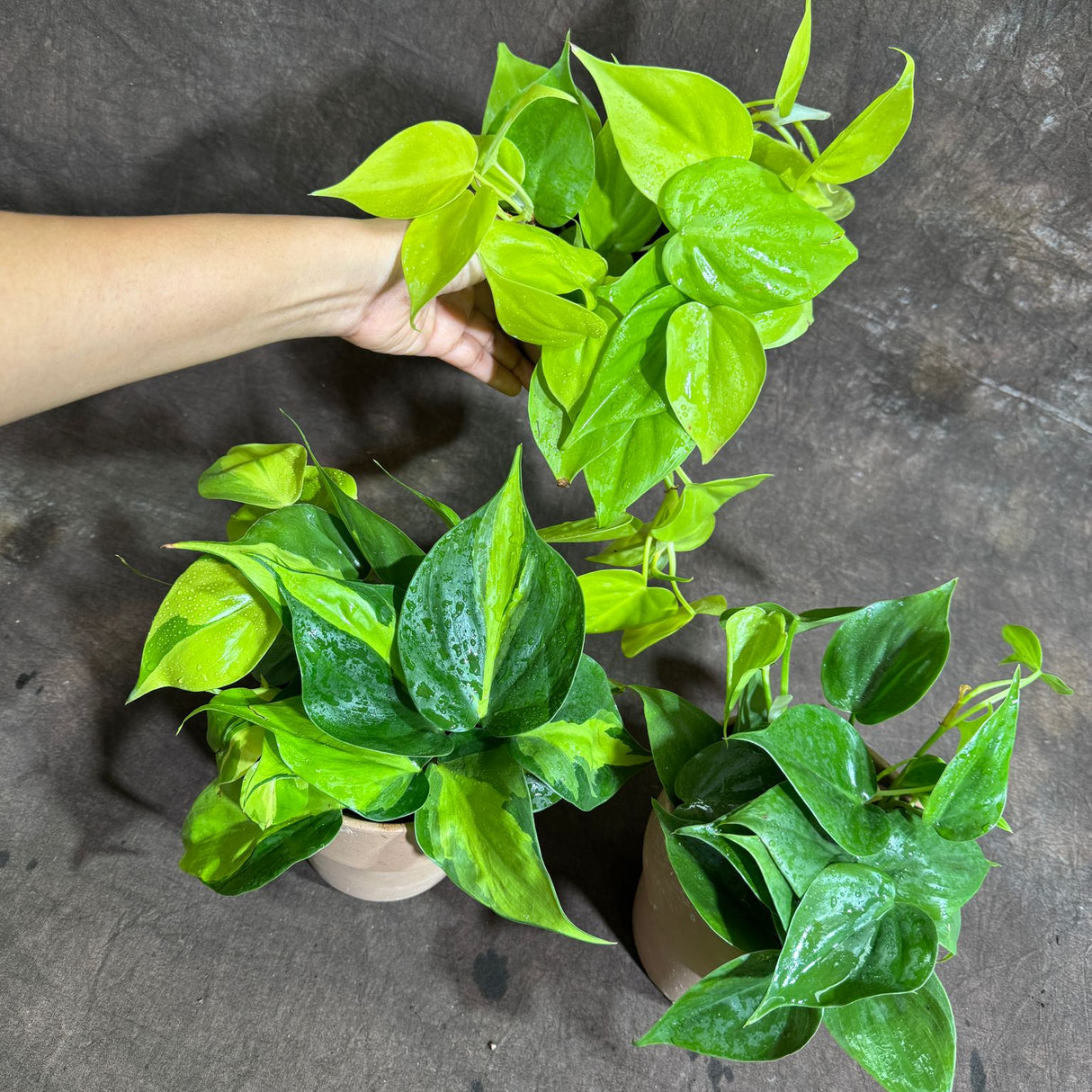 Set of 3 Philodendron Plants in 4'' Nursery Pots – Brazil, Lemon Lime & Jade Heartleaf Philodendron Varieties – Live Indoor Vining Houseplants – Variegated Easy Care & Air Purifying Plants
