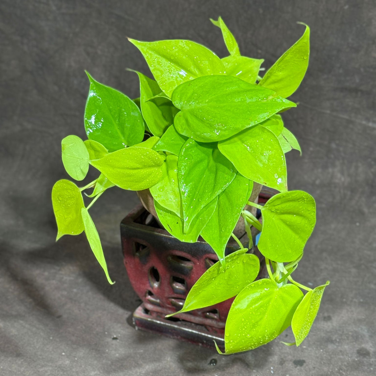 Lemon Lime Philodendron in a 4" Nursery Pot – Low Maintenance Houseplant – Easy Care Indoor Plant – Air Purifying Houseplant - Tropical Vining Housplant