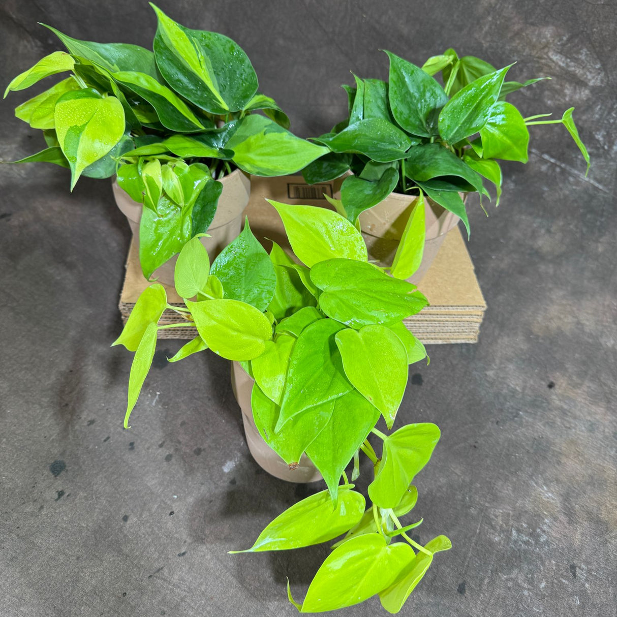 Set of 3 Philodendron Plants in 4'' Nursery Pots – Brazil, Lemon Lime & Jade Heartleaf Philodendron Varieties – Live Indoor Vining Houseplants – Variegated Easy Care & Air Purifying Plants