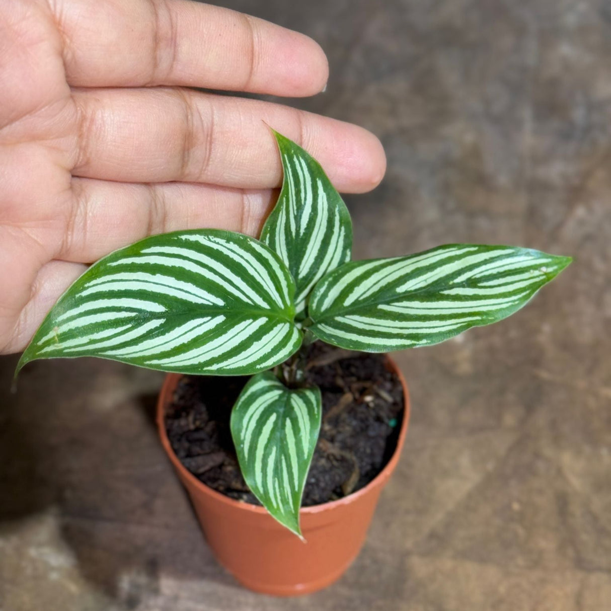 Calathea Vitatta in a 2" Nursery Pot - Goeppertia Eeiltica - Fishbone Prayer Plant - Marantha Elliptical Vitatta - Low Maintenance & Air Purifying Houseplant