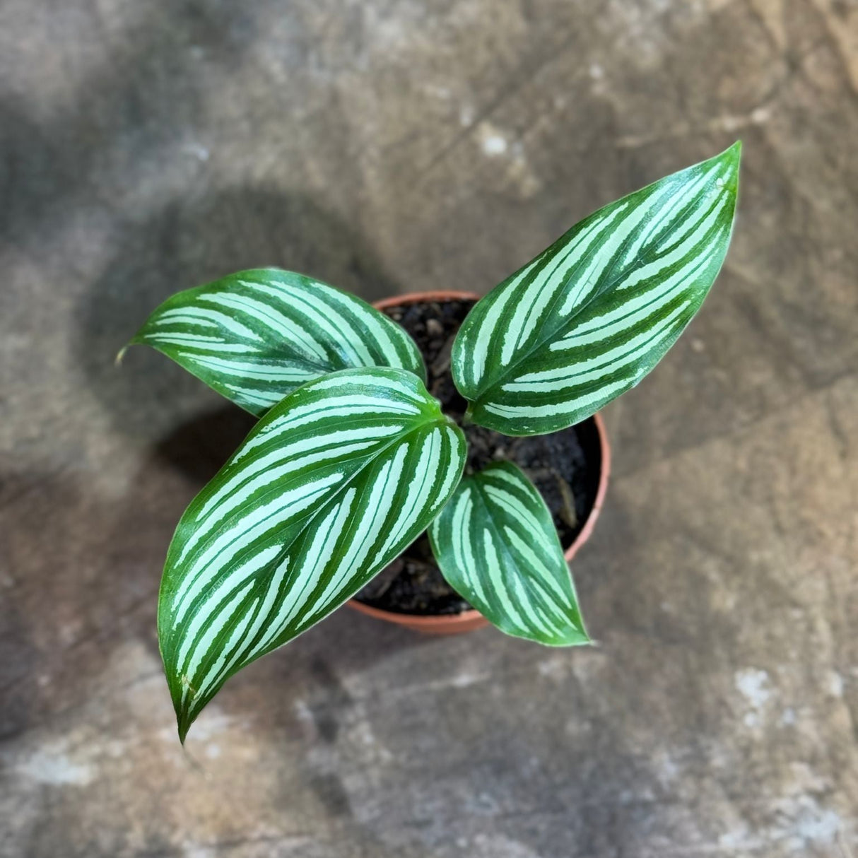 Calathea Vitatta in a 2" Nursery Pot - Goeppertia Eeiltica - Fishbone Prayer Plant - Marantha Elliptical Vitatta - Low Maintenance & Air Purifying Houseplant