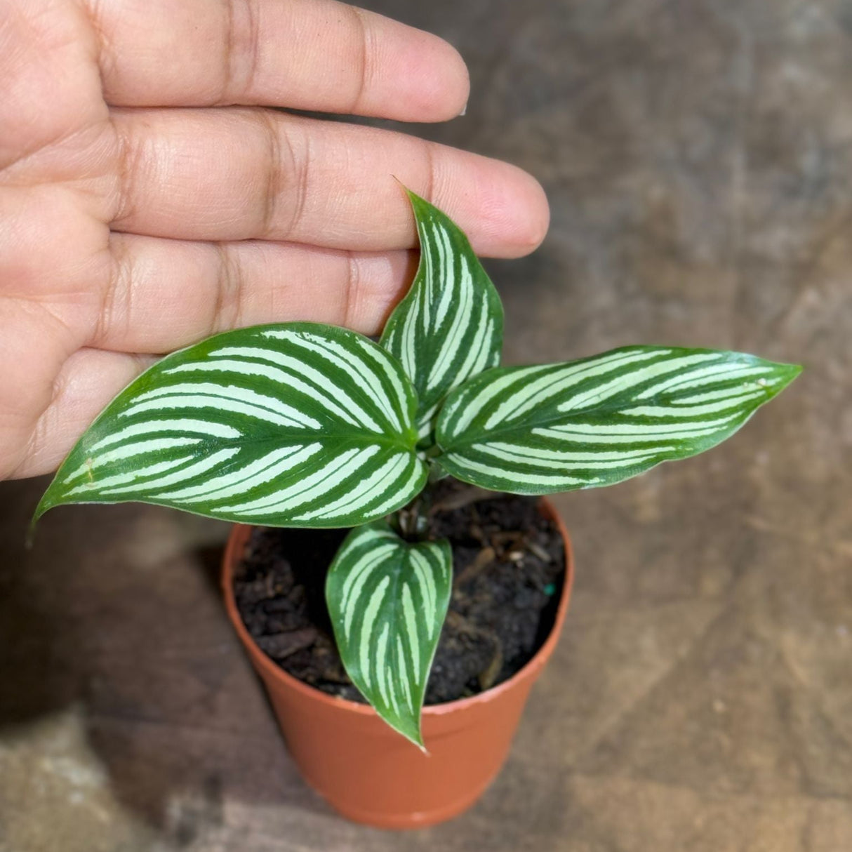 Calathea Vitatta in a 2" Nursery Pot - Goeppertia Eeiltica - Fishbone Prayer Plant - Marantha Elliptical Vitatta - Low Maintenance & Air Purifying Houseplant