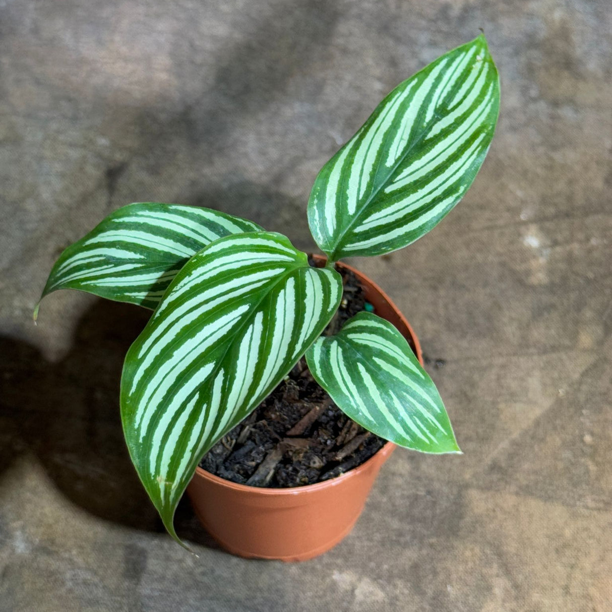 Calathea Vitatta in a 2" Nursery Pot - Goeppertia Eeiltica - Fishbone Prayer Plant - Marantha Elliptical Vitatta - Low Maintenance & Air Purifying Houseplant