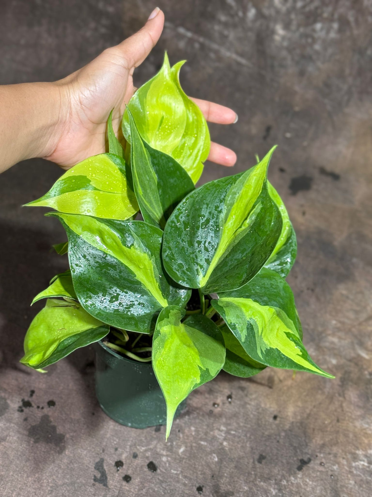 Brazil Philodendron in 4" Nursery Pot – Philodendron Hederaceum 'Brasil' – Trailing Vine Plant – Low Maintenance Indoor Plant – Vibrant Foliage – Air Purifying & Pet-Friendly Houseplant