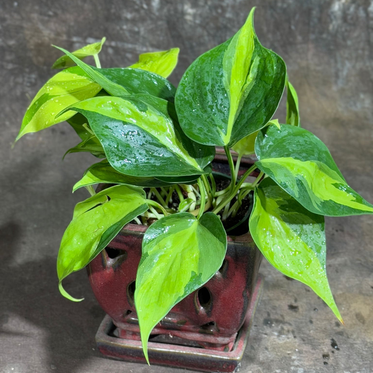 Brazil Philodendron in 4" Nursery Pot – Philodendron Hederaceum 'Brasil' – Trailing Vine Plant – Low Maintenance Indoor Plant – Vibrant Foliage – Air Purifying & Pet-Friendly Houseplant