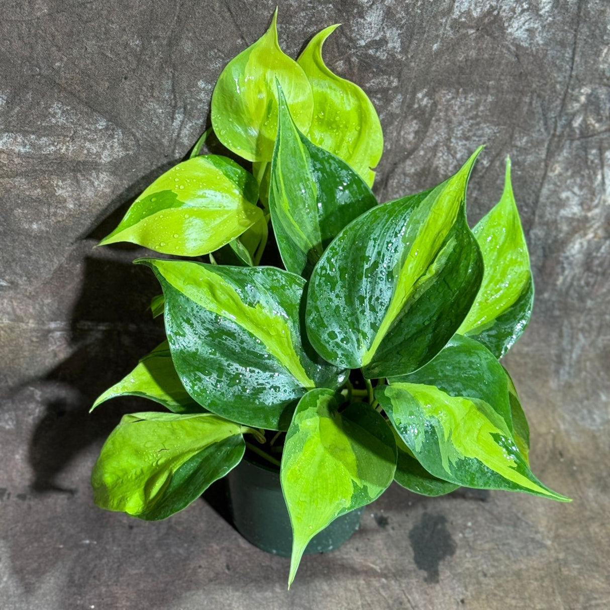 Brazil Philodendron in 4" Nursery Pot – Philodendron Hederaceum 'Brasil' – Trailing Vine Plant – Low Maintenance Indoor Plant – Vibrant Foliage – Air Purifying & Pet-Friendly Houseplant