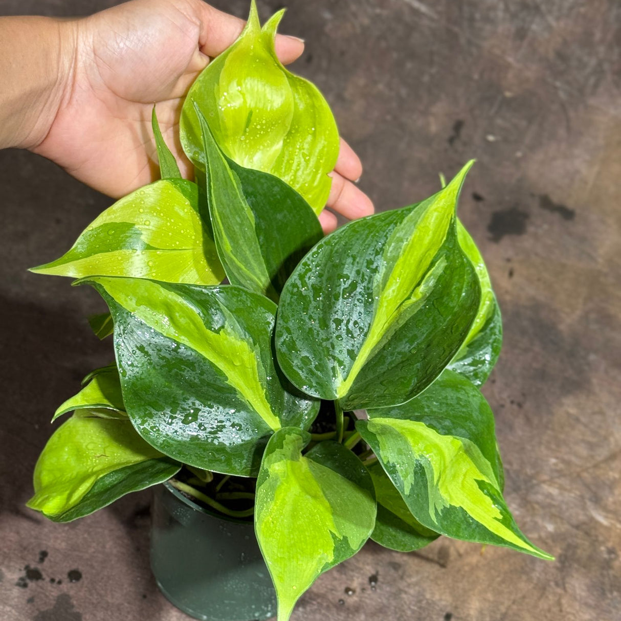 Brazil Philodendron in 4" Nursery Pot – Philodendron Hederaceum 'Brasil' – Trailing Vine Plant – Low Maintenance Indoor Plant – Vibrant Foliage – Air Purifying & Pet-Friendly Houseplant