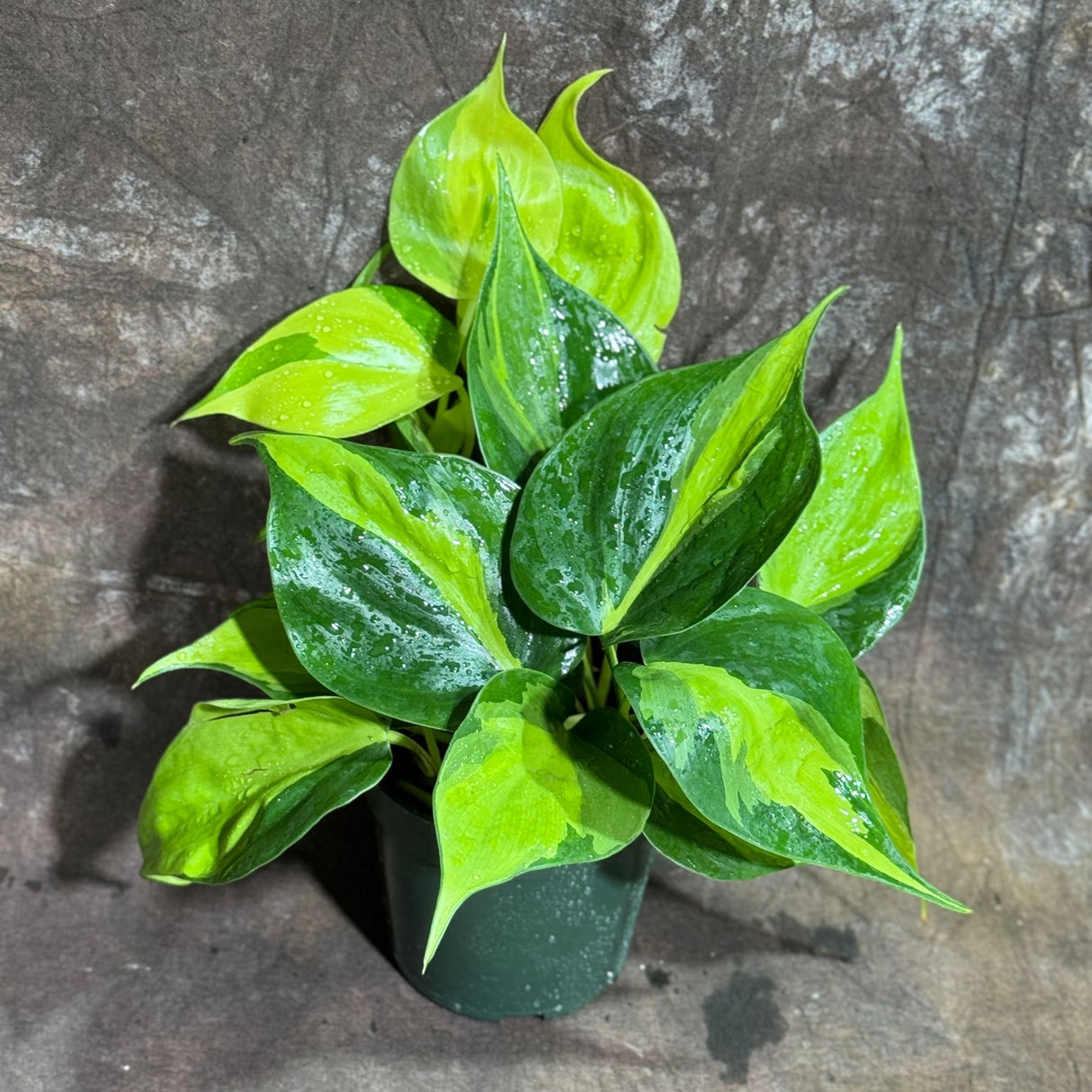 Brazil Philodendron in 4" Nursery Pot – Philodendron Hederaceum 'Brasil' – Trailing Vine Plant – Low Maintenance Indoor Plant – Vibrant Foliage – Air Purifying & Pet-Friendly Houseplant