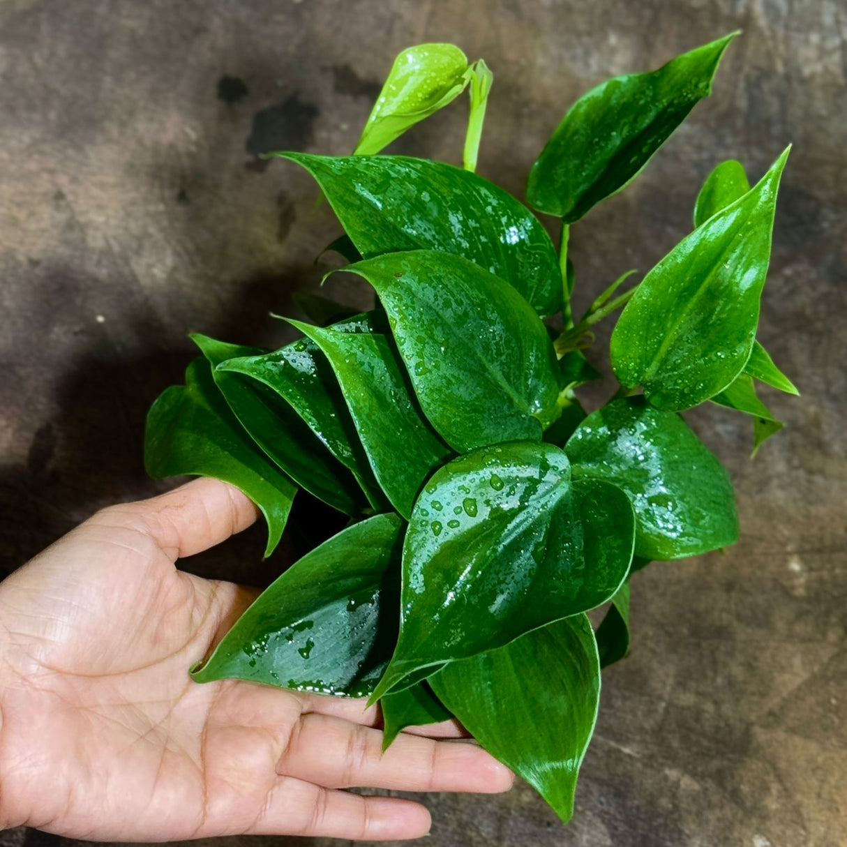 Jade Philodendron in a 4" Nursery Pot – Philodendron Cordatum – Heartleaf Green Philodendron Plant – Easy Care Vining Houseplant – Low Light Indoor Plant – Air Purifying Office & Home Décor Plant