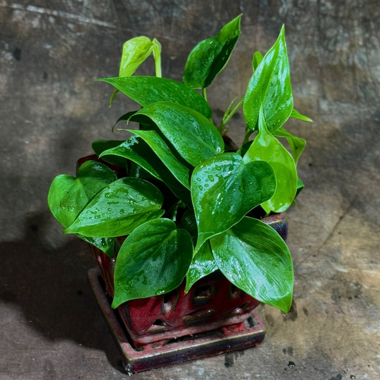 Jade Philodendron in a 4" Nursery Pot – Philodendron Cordatum – Heartleaf Green Philodendron Plant – Easy Care Vining Houseplant – Low Light Indoor Plant – Air Purifying Office & Home Décor Plant