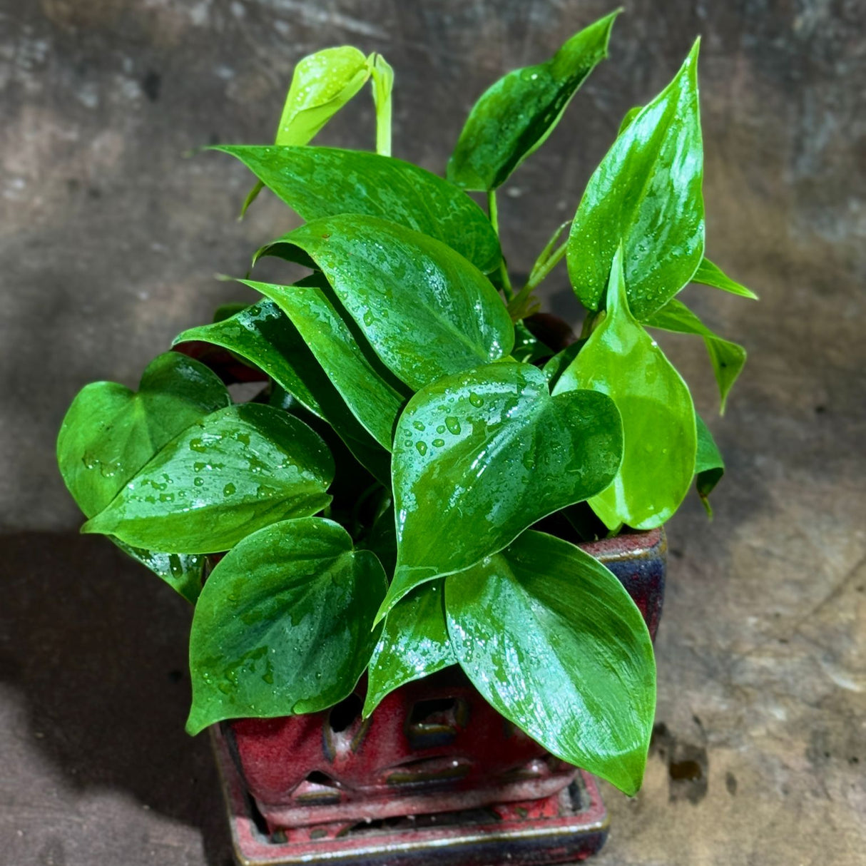 Jade Philodendron in a 4" Nursery Pot – Philodendron Cordatum – Heartleaf Green Philodendron Plant – Easy Care Vining Houseplant – Low Light Indoor Plant – Air Purifying Office & Home Décor Plant