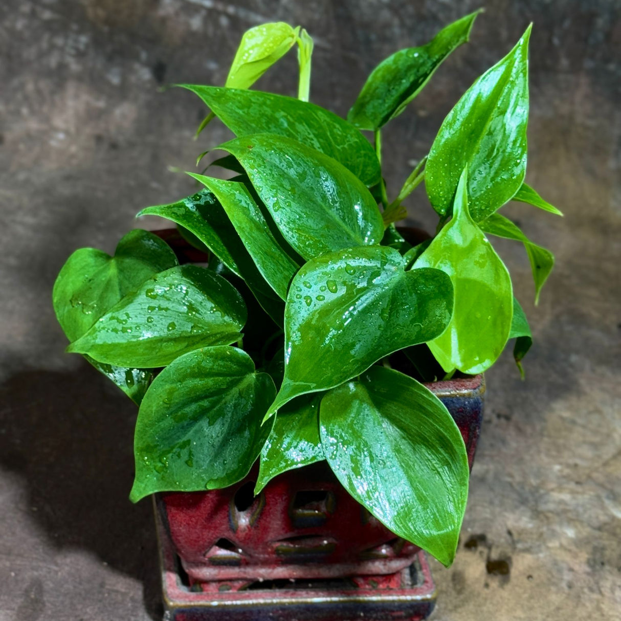 Jade Philodendron in a 4" Nursery Pot – Philodendron Cordatum – Heartleaf Green Philodendron Plant – Easy Care Vining Houseplant – Low Light Indoor Plant – Air Purifying Office & Home Décor Plant