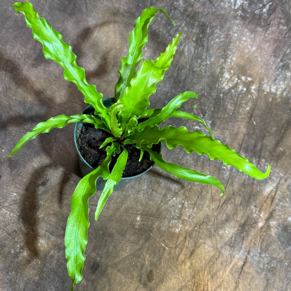 Japanese Bird's Nest Fern in a 4" Nursery Pot – Asplenium Nidus Antiquum – Osaka Fern – Crispy Wave Japanese Fern