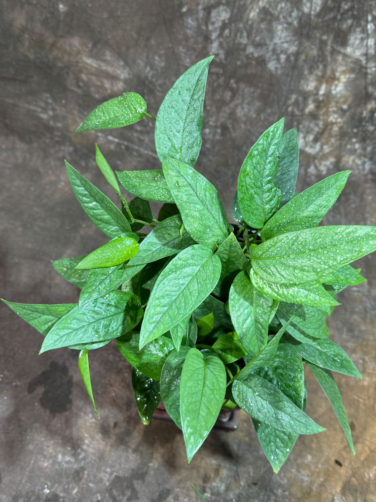 Cebu Blue Pothos in a 6" Nursery Pot– Epipremnum Pinnatum Live Plant – Easy Indoor Vining Plant – Low Light Tropical Houseplant – Air Purifying & Pet-Friendly Indoor Plant