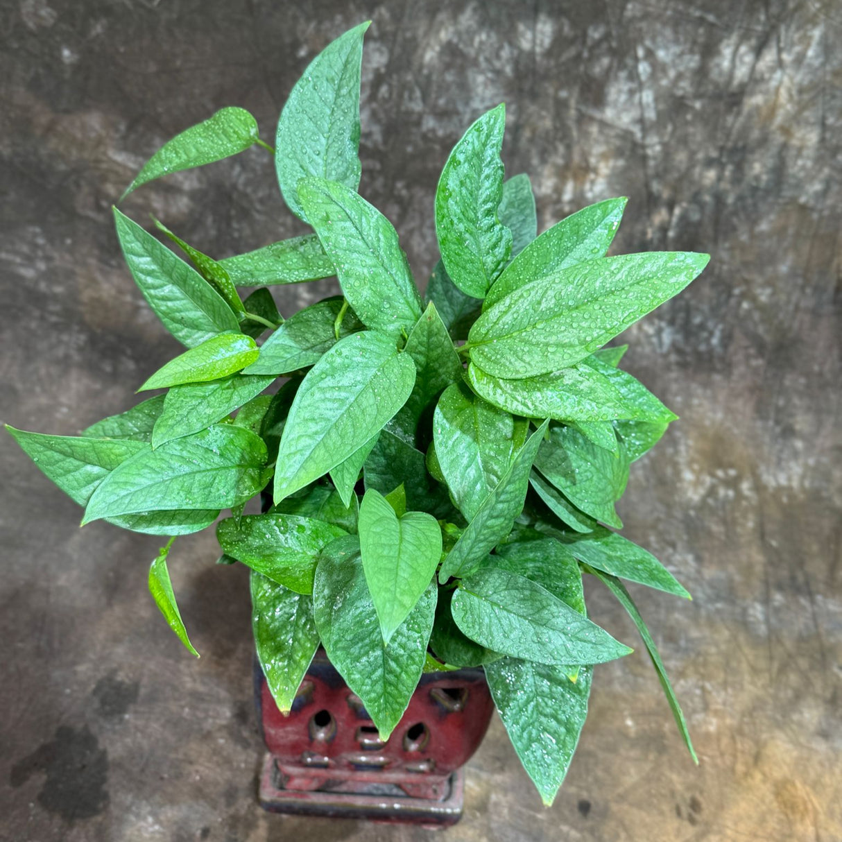 Cebu Blue Pothos in a 6" Nursery Pot– Epipremnum Pinnatum Live Plant – Easy Indoor Vining Plant – Low Light Tropical Houseplant – Air Purifying & Pet-Friendly Indoor Plant