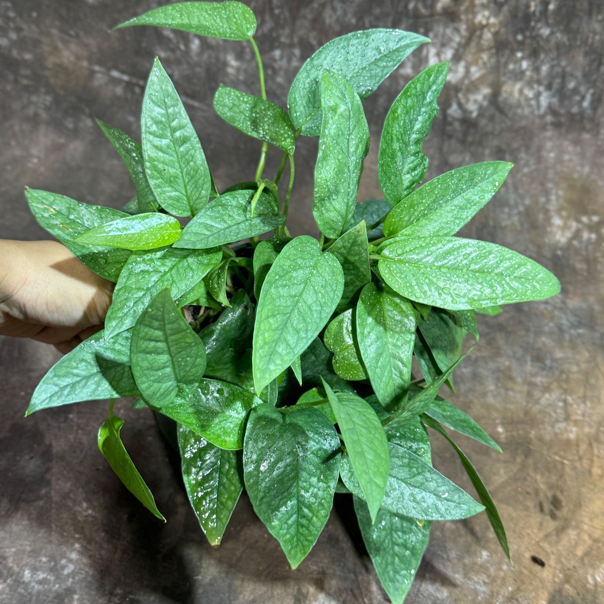 Cebu Blue Pothos in a 6" Nursery Pot– Epipremnum Pinnatum Live Plant – Easy Indoor Vining Plant – Low Light Tropical Houseplant – Air Purifying & Pet-Friendly Indoor Plant