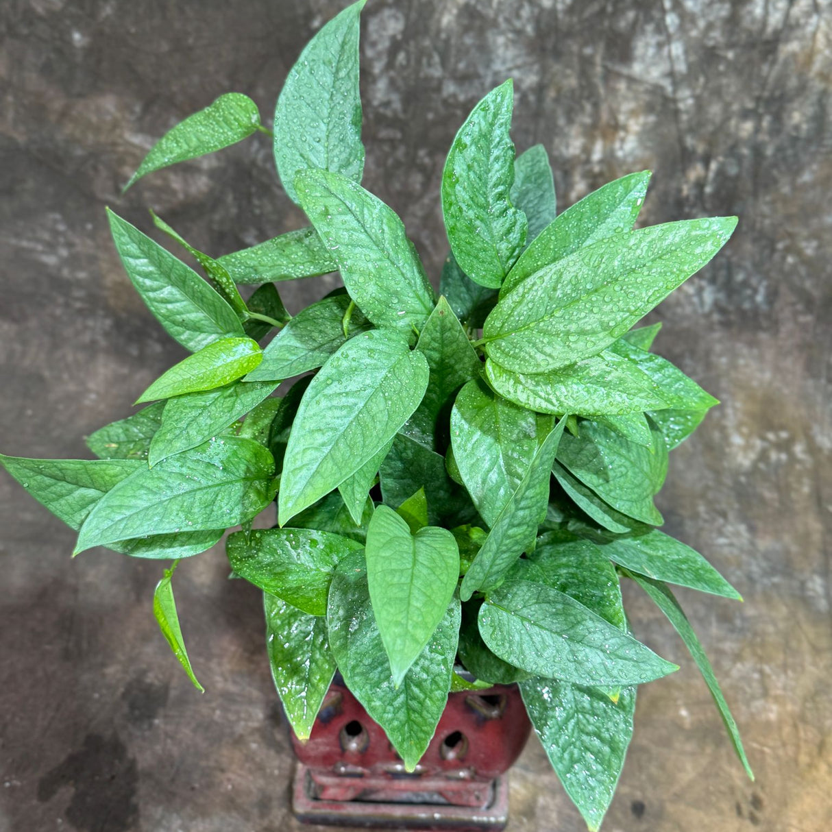 Cebu Blue Pothos in a 6" Nursery Pot– Epipremnum Pinnatum Live Plant – Easy Indoor Vining Plant – Low Light Tropical Houseplant – Air Purifying & Pet-Friendly Indoor Plant