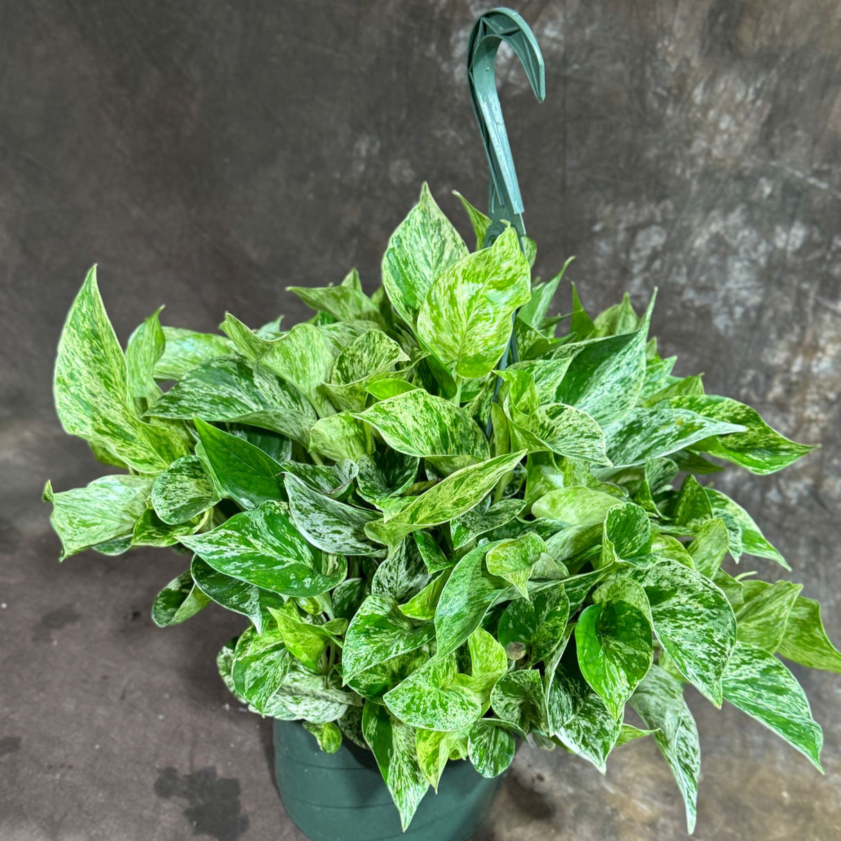 Marble Queen Pothos in a 8" Hanging Basket – Epipremnum Marble Live Plant in Hanging Basket – Snow Queen Vining Plant – Easy Low Light Indoor Houseplant – Air Purifying Climbing Vine for Home, Office & Indoor Garden