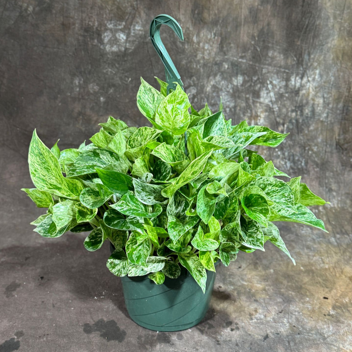 Marble Queen Pothos in a 8" Hanging Basket – Epipremnum Marble Live Plant in Hanging Basket – Snow Queen Vining Plant – Easy Low Light Indoor Houseplant – Air Purifying Climbing Vine for Home, Office & Indoor Garden