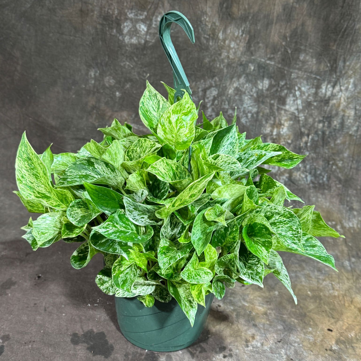 Marble Queen Pothos in a 8" Hanging Basket – Epipremnum Marble Live Plant in Hanging Basket – Snow Queen Vining Plant – Easy Low Light Indoor Houseplant – Air Purifying Climbing Vine for Home, Office & Indoor Garden