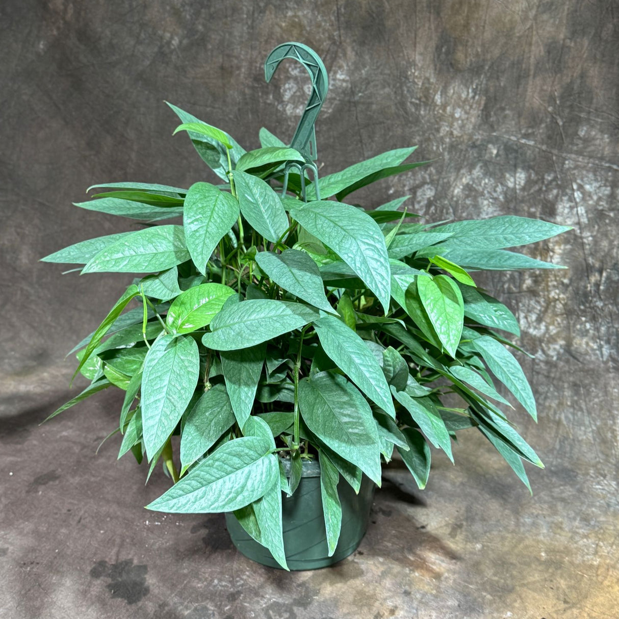 Cebu Blue Pothos in a 8" Hanging Basket – Epipremnum Pinnatum – Cebu Blue Live Vining Plant – Low Light Indoor Houseplant – Easy Tropical Climbing Plant – Air Purifying & Cat Safe Indoor Plant