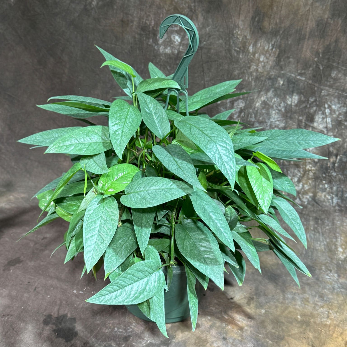 Cebu Blue Pothos in a 8" Hanging Basket – Epipremnum Pinnatum – Cebu Blue Live Vining Plant – Low Light Indoor Houseplant – Easy Tropical Climbing Plant – Air Purifying & Cat Safe Indoor Plant