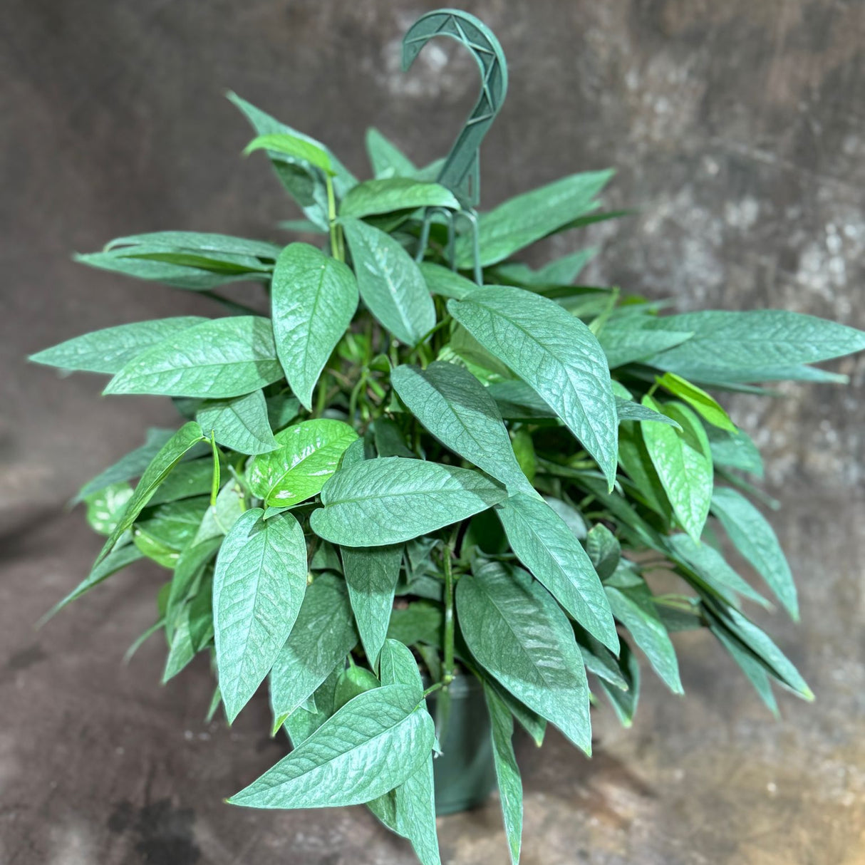 Cebu Blue Pothos in a 8" Hanging Basket – Epipremnum Pinnatum – Cebu Blue Live Vining Plant – Low Light Indoor Houseplant – Easy Tropical Climbing Plant – Air Purifying & Cat Safe Indoor Plant