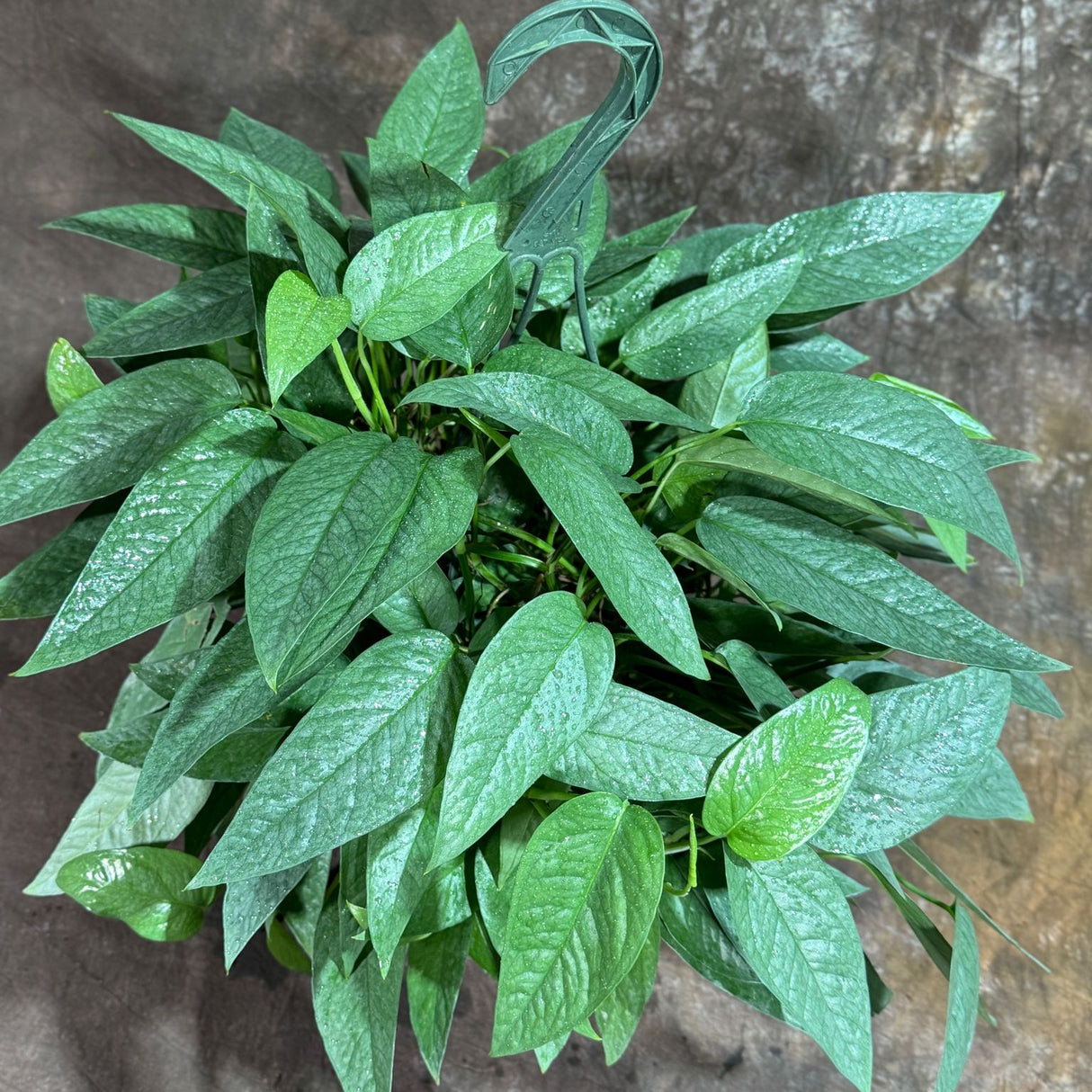 Cebu Blue Pothos in a 8" Hanging Basket – Epipremnum Pinnatum – Cebu Blue Live Vining Plant – Low Light Indoor Houseplant – Easy Tropical Climbing Plant – Air Purifying & Cat Safe Indoor Plant