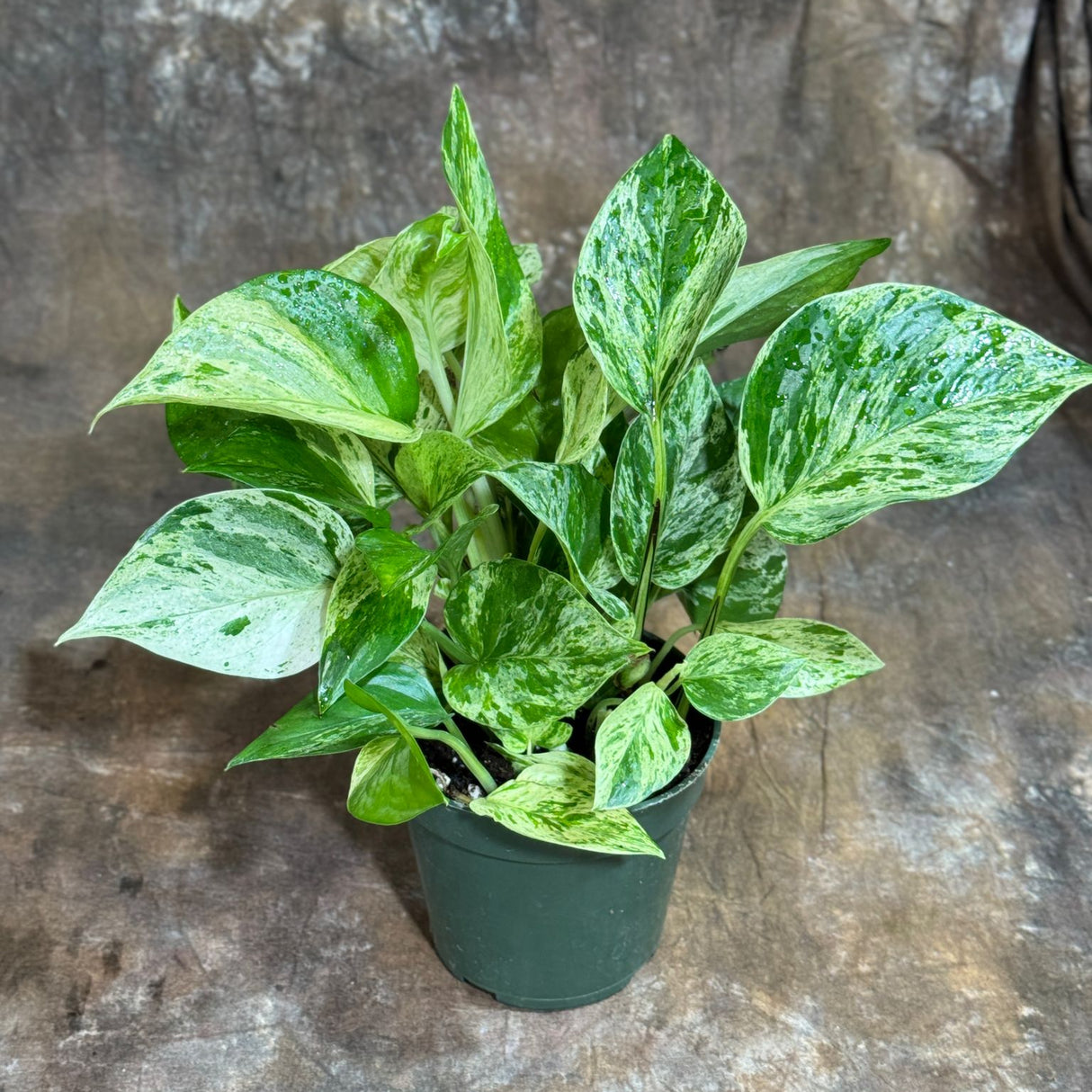 Marble Queen Pothos in a 4" Nursery Pot – Epipremnum Marble Queen Live Vining Plant – Easy Care Indoor Houseplant – Low Light Air Purifying Plant