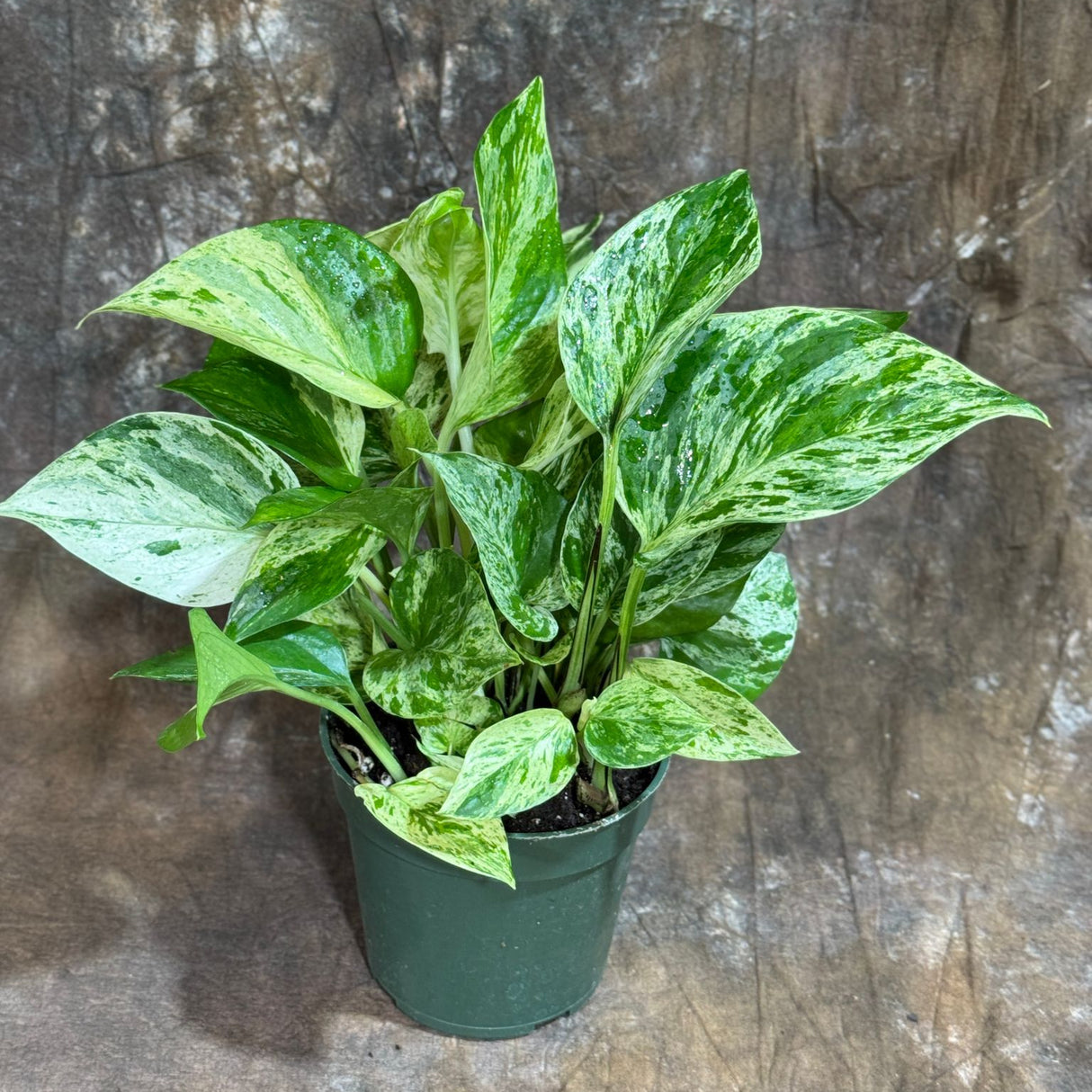 Marble Queen Pothos in a 4" Nursery Pot – Epipremnum Marble Queen Live Vining Plant – Easy Care Indoor Houseplant – Low Light Air Purifying Plant