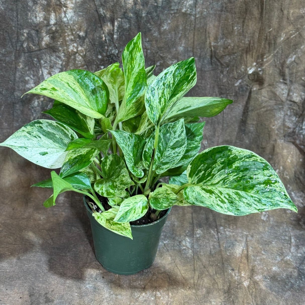 Marble Queen Pothos in a 4" Nursery Pot – Epipremnum Marble Queen Live Vining Plant – Easy Care Indoor Houseplant – Low Light Air Purifying Plant