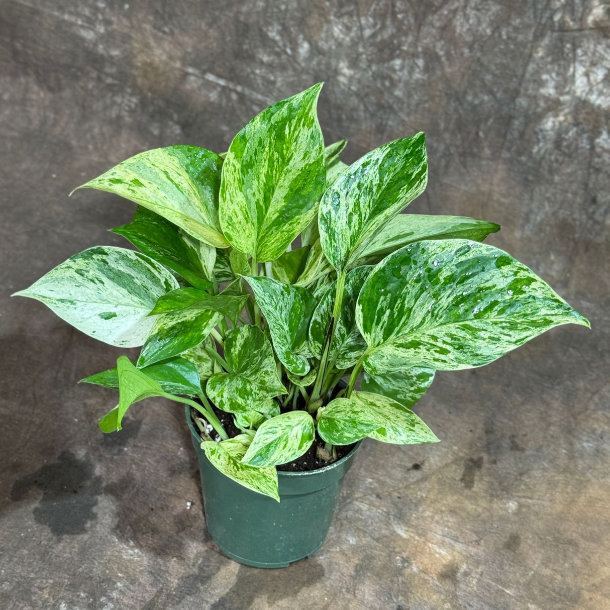 Marble Queen Pothos in a 4" Nursery Pot – Epipremnum Marble Queen Live Vining Plant – Easy Care Indoor Houseplant – Low Light Air Purifying Plant