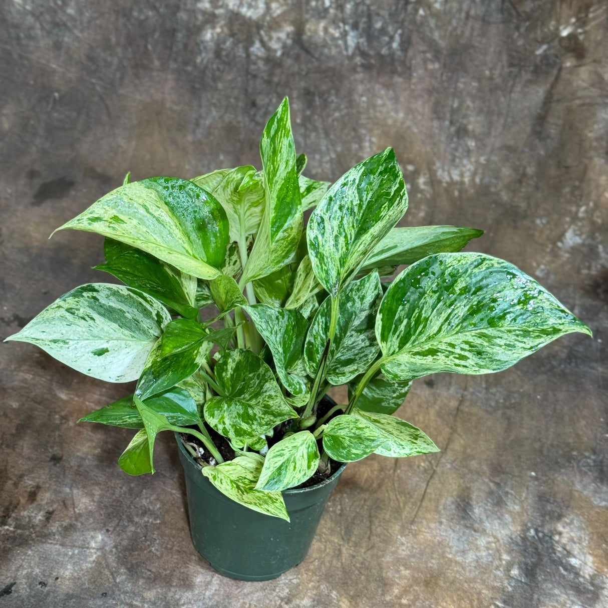 Marble Queen Pothos in a 4" Nursery Pot – Epipremnum Marble Queen Live Vining Plant – Easy Care Indoor Houseplant – Low Light Air Purifying Plant