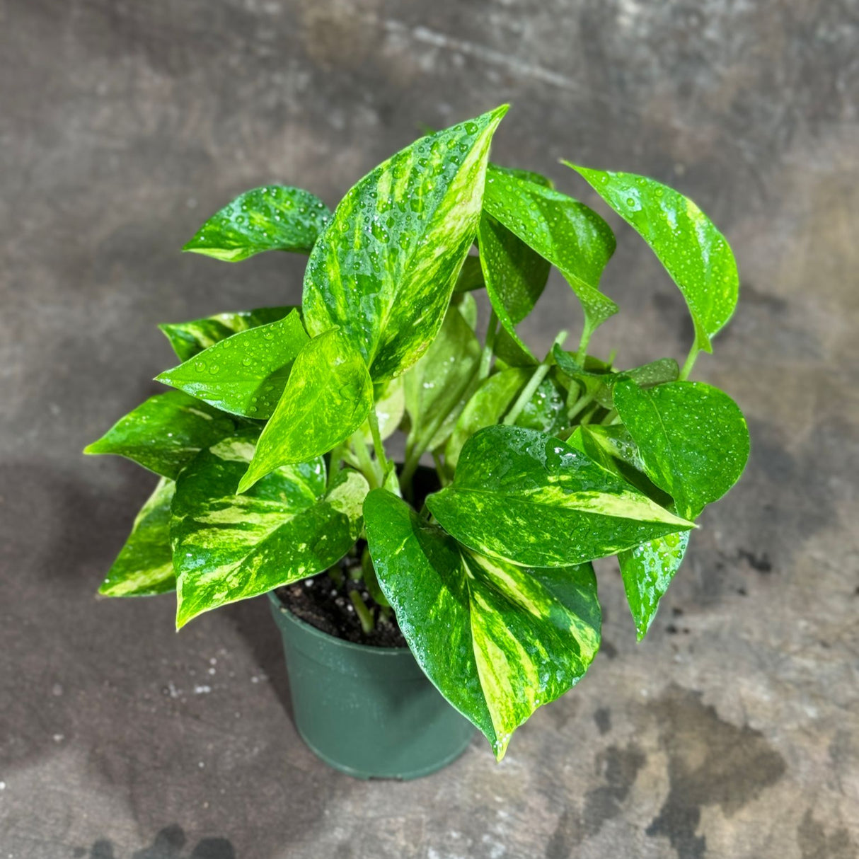 Golden Pothos in a 4" Nursery Pot – Epipremnum Aureum – Live Vining Plant – Low Maintenance Indoor Plant – Air Purifying Houseplant – Easy Indoor Climbing Vine
