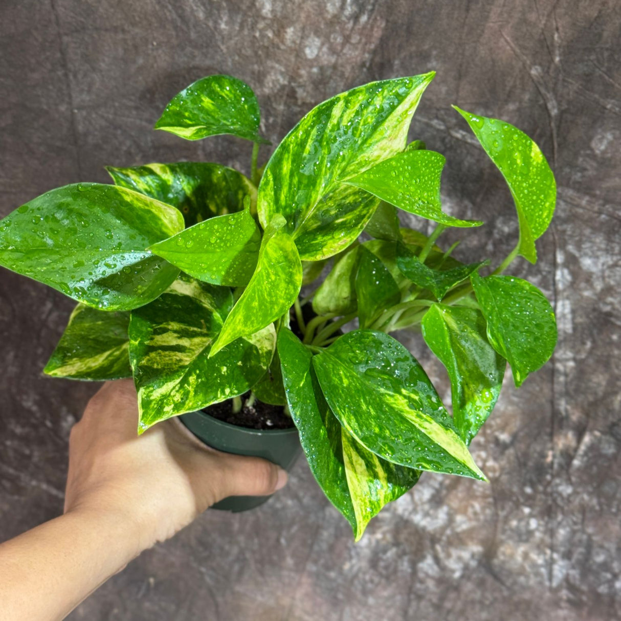Golden Pothos in a 4" Nursery Pot – Epipremnum Aureum – Live Vining Plant – Low Maintenance Indoor Plant – Air Purifying Houseplant – Easy Indoor Climbing Vine