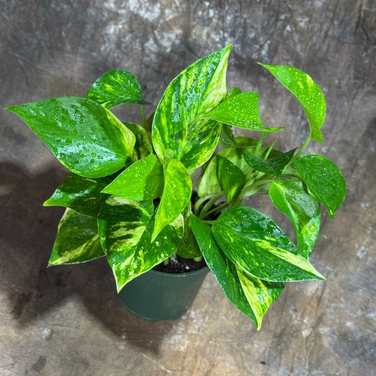 Golden Pothos in a 4" Nursery Pot – Epipremnum Aureum – Live Vining Plant – Low Maintenance Indoor Plant – Air Purifying Houseplant – Easy Indoor Climbing Vine