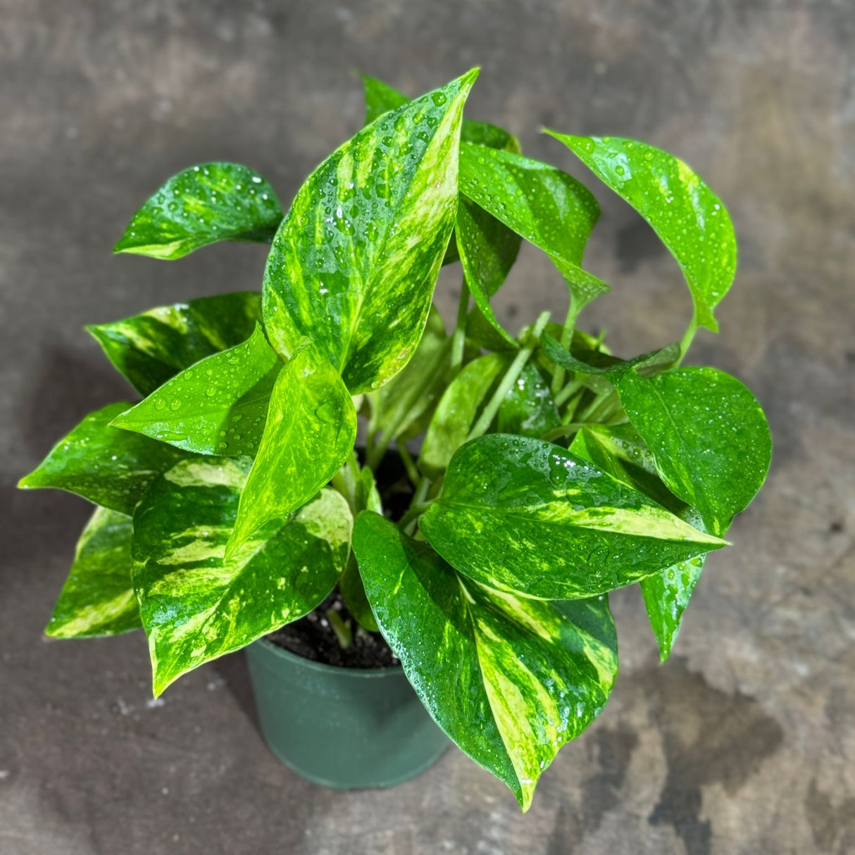 Golden Pothos in a 4" Nursery Pot – Epipremnum Aureum – Live Vining Plant – Low Maintenance Indoor Plant – Air Purifying Houseplant – Easy Indoor Climbing Vine
