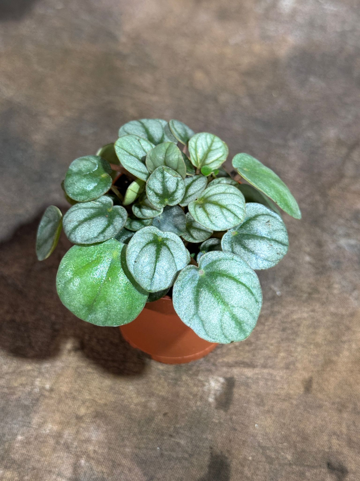 Peperomia Frost in a 2" Nursery Pot – Silver Frost Ripple Peperomia Plant – Peperomia Silver Ripple Live Plant
