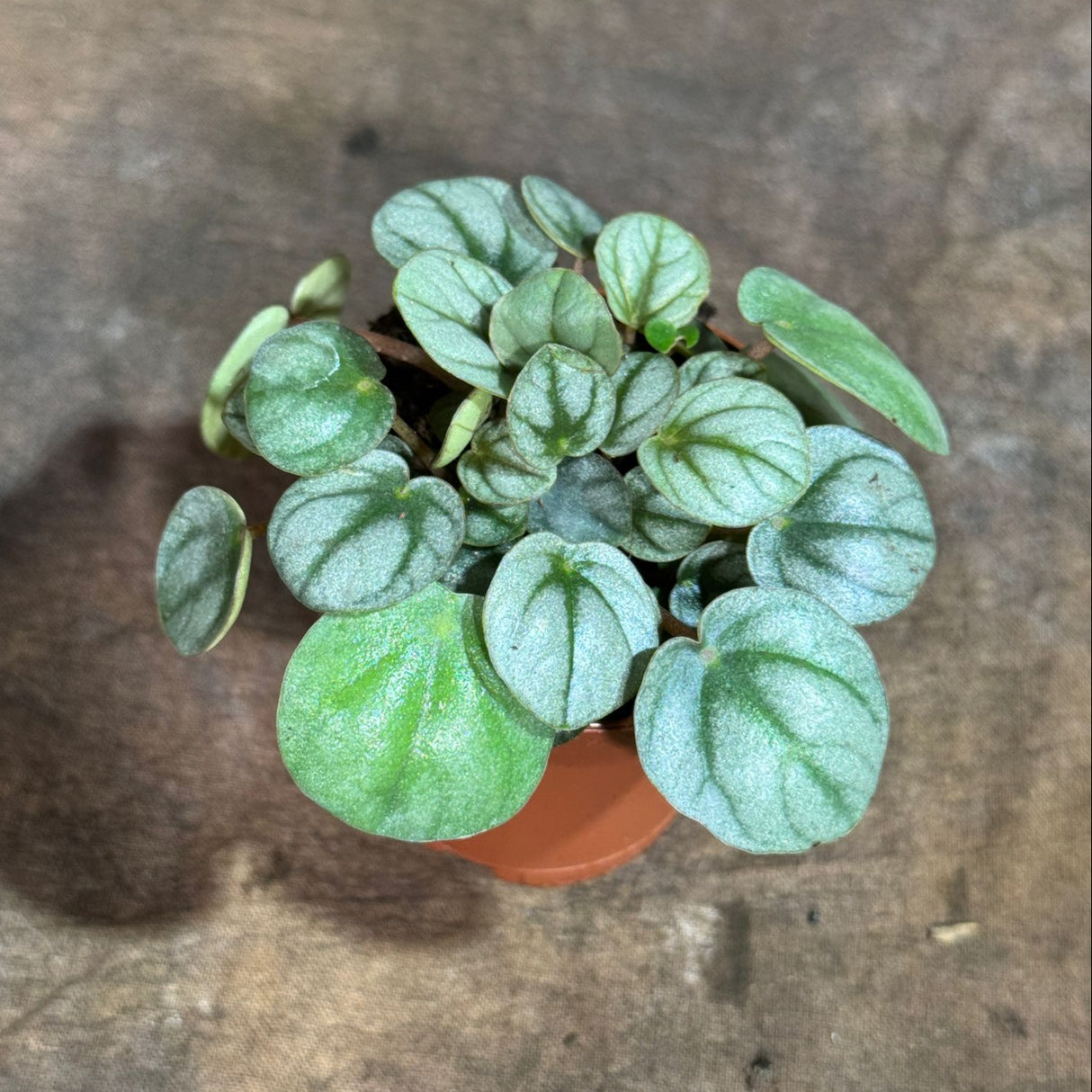 Peperomia Frost in a 2" Nursery Pot – Silver Frost Ripple Peperomia Plant – Peperomia Silver Ripple Live Plant