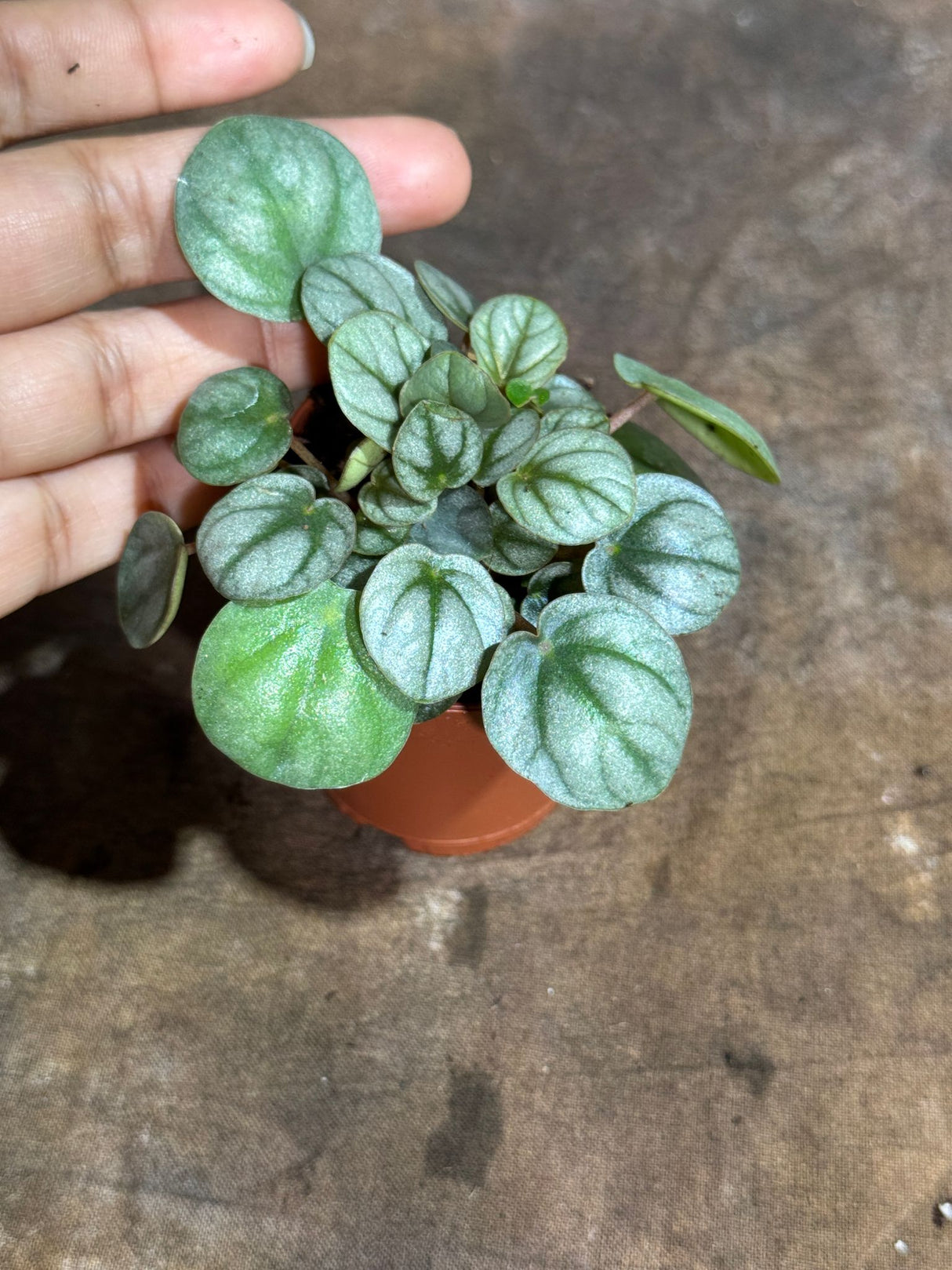 Peperomia Frost in a 2" Nursery Pot – Silver Frost Ripple Peperomia Plant – Peperomia Silver Ripple Live Plant