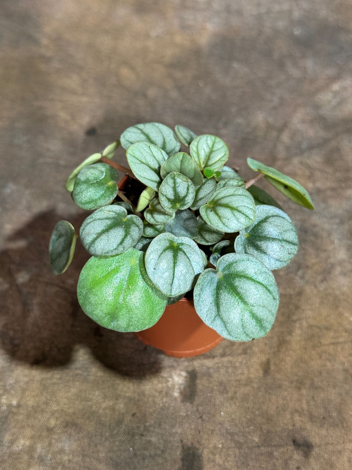 Peperomia Frost in a 2" Nursery Pot – Silver Frost Ripple Peperomia Plant – Peperomia Silver Ripple Live Plant